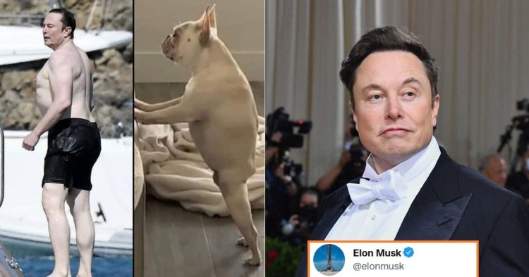 Elon Musk Hilariously Responds To A Guy Who Compared His Shirtless Pic To A Dog